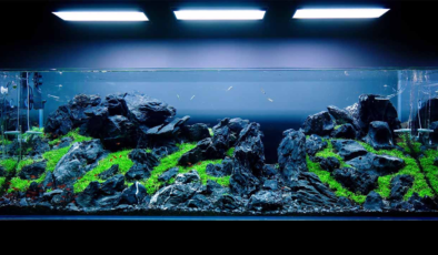 Akvaryum Aydınlatması Ne Kadar Yüksek Konumlandırılmalı?