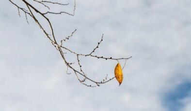Yaprağın Geometrisi, Ağacından Ne Kadar Uzağa Düşeceğini Belirliyor Olabilir!