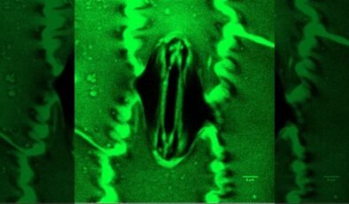 Bilim dünyasında bir birinci: Bitkilerin nefes alışı görüntülendi