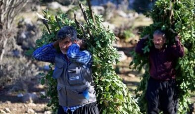 Orman köylüsü ailelere 2,55 milyar lira takviye