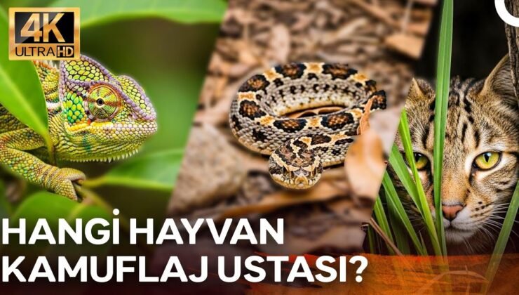 Renk Değiştirenler ve Sessiz Avcılar… Kim Daha Usta? | 4K Hayvan Belgeseli
