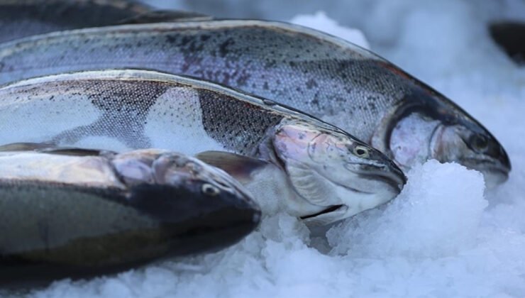 Türk somonu ihracatı 2025’te 520 milyon doları aştı