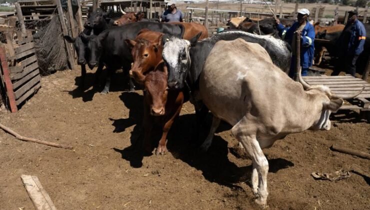 Güney Afrika’da şap salgını. "Ulusal afet hali" ilan edildi