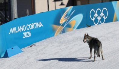 Kış Olimpiyatları’nda piste kurt köpeği girdi, fotofiniş tarafından görüntülendi