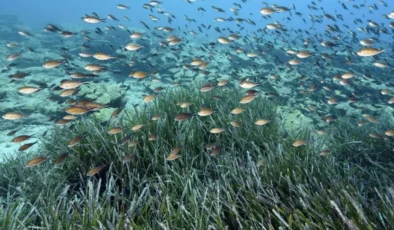 İstilacı yabancı türlerin ülkeye girişi ve yayılımının önlenmesi için tedbirler artırılacak