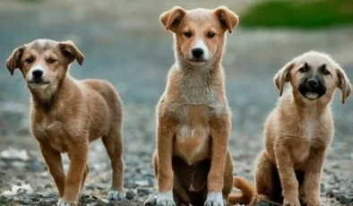 Sahiplendiği köpeklere cinsel saldırıda bulunup öldüren doktora verilen 9 yıl hapis cezası 4 yıla düşürüldü