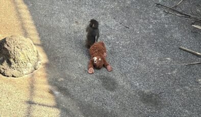 Annesi terk eden maymunun oyuncakla uyuduğu anlar sosyal medyada gündem oldu