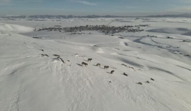 Yerleşimin hemen yanında: Erzurum'da gündüz vakti kurt sürüsü görüldü!