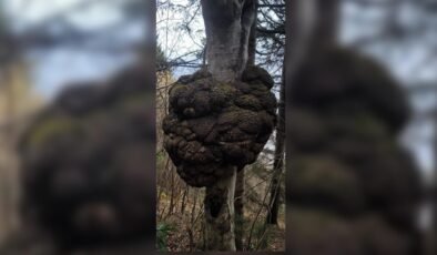 Ormanda tesadüfen bulundu! Değeri altınla yarışıyor, dev hali büyülüyor…