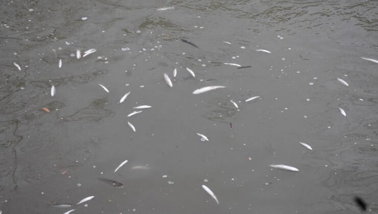 Sakarya'da endişelendiren görüntü! Su yüzeyi ölü balıklarla kaplandı