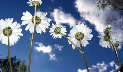 İkinci cemre düştü mü? İkinci cemre suya ne zaman düşecek?
