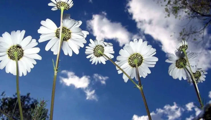 İkinci cemre düştü mü? İkinci cemre suya ne zaman düşecek?