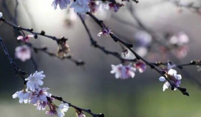 Üçüncü cemre ne zaman düşecek? Üçüncü cemre nereye düşecek?