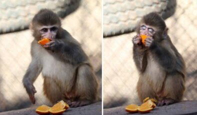 Uyuşturucu operasyonunda kurtarılan 'Portakal' artık güvende!