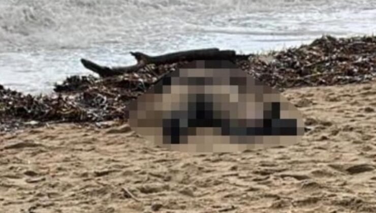 Ayvalık’ta kıyıya vuran bayan cesediyle ilgili yeni gelişme