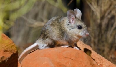 Ova Sıçanı mı Bir Palyoora mı?