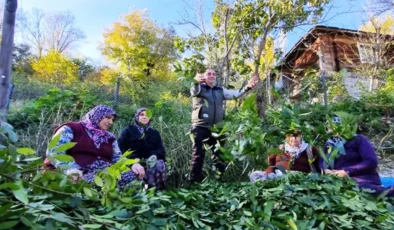 Orman köylüsü tarafından yetiştiriliyor: Milyonlarca lira gelir elde ediyorlar…