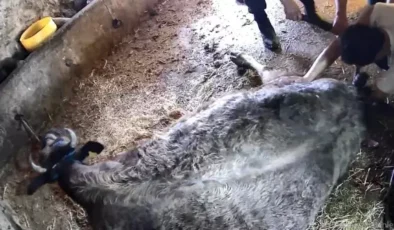 İneğe sezaryen yapan adamdan açıklama: Çağırdılar insanlık namına yardımcı oldum