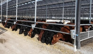 Et ve Süt Kurumu, besilik hayvanların teslimat sürecini açıkladı