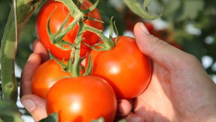 Ankara’nın domatesi dünyanın en iyileri arasına girdi