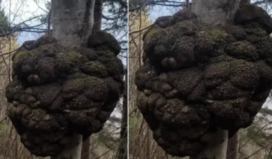 Ormanda gezen avcı fark etti! Değeri altınla yarışıyor, büyüklüğü inanılmaz