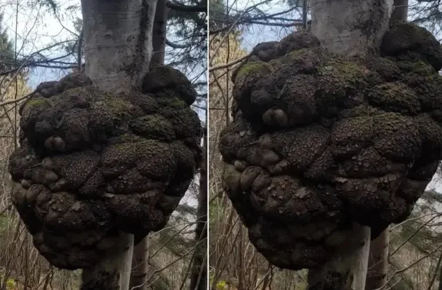 Ormanda gezen avcı fark etti! Değeri altınla yarışıyor, büyüklüğü inanılmaz