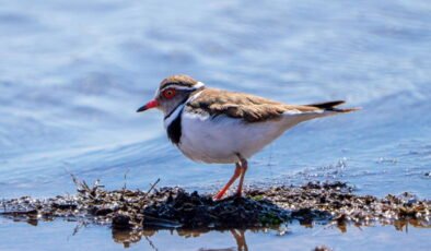 Türkiye'de bir ilk! 'Takkeli cılıbıt' kuşu, Gaziantep'te görüldü
