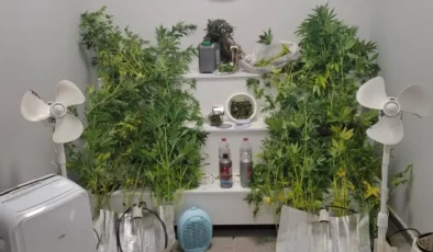 7 suçtan aranıyordu: Uyuşturucu yetiştirdiği evde yakalandı