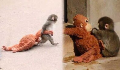 Maymun Punch'ın dramı bitmiyor: Dövüp gölete attılar!