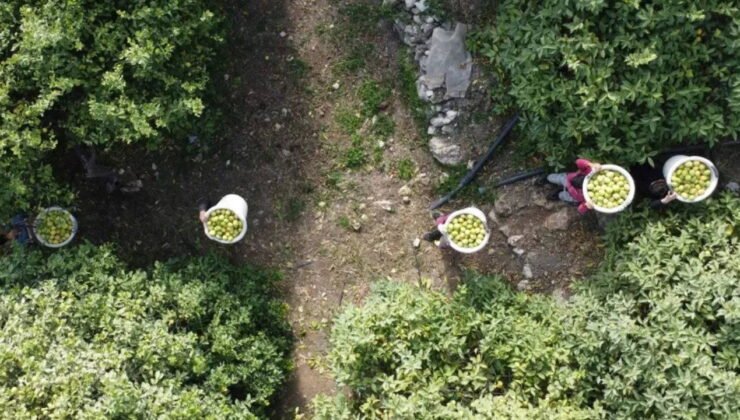 Hasatta sona gelindi: Geçen yıl 5 TL bu yıl 50 TL’den satıldı…