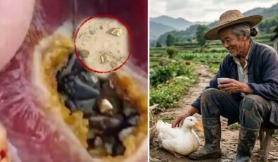 Beslediği ördek altın yumurtlayan tavuk çıktı! Karnında çil çil altın taşıyormuş 