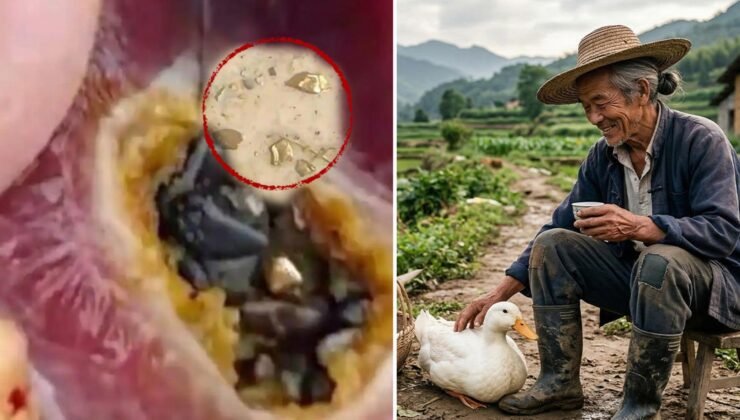 Beslediği ördek altın yumurtlayan tavuk çıktı! Karnında çil çil altın taşıyormuş 