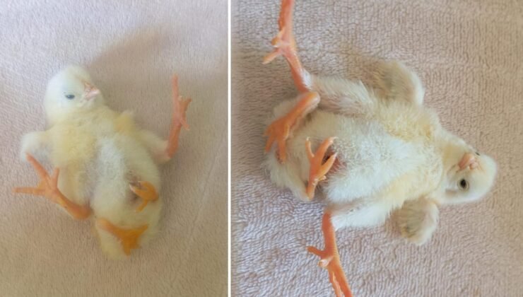 4 ayaklı civciv dünyaya geldi! Kısa sürede ilgi odağı oldu