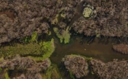 5 ay önce kurumuştu! Türkiye’nin dev longozu yeniden suyla doldu