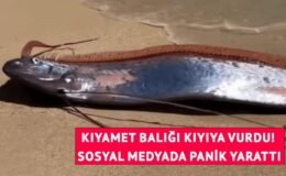 Kıyıya iki "kıyamet balığı" vurdu! Görüntüler paniğe neden oldu
