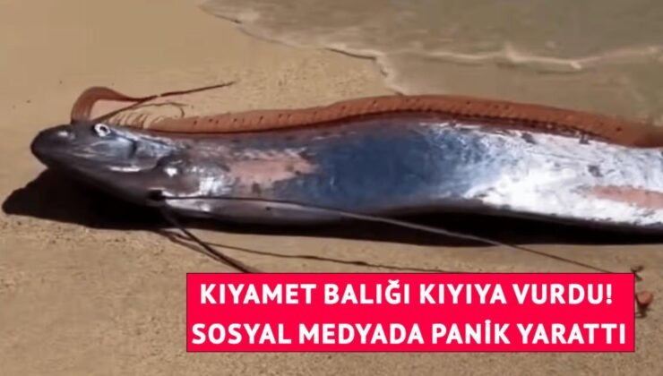 Kıyıya iki "kıyamet balığı" vurdu! Görüntüler paniğe neden oldu