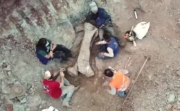 Kazı sırasında ortaya çıktı! Dev dinozor türü keşfedildi: Bir kemiği bile insan boyutunda