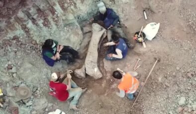 Kazı sırasında ortaya çıktı! Dev dinozor türü keşfedildi: Bir kemiği bile insan boyutunda