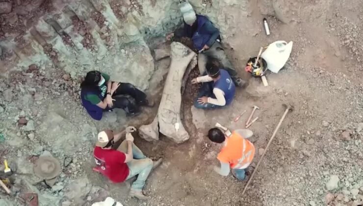 Kazı sırasında ortaya çıktı! Dev dinozor türü keşfedildi: Bir kemiği bile insan boyutunda