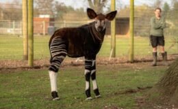 Zürafa, zebra ve ata benziyor! Dünyanın en ilginç hayvanı ilk kez görüntülendi