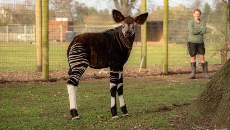 Zürafa, zebra ve ata benziyor! Dünyanın en ilginç hayvanı ilk kez görüntülendi