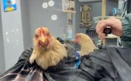 Siirt'te kuaförden tuhaf akım: Tavuk tıraş edip bayrama hazırladı