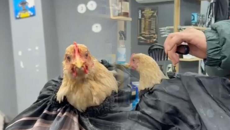 Siirt'te kuaförden tuhaf akım: Tavuk tıraş edip bayrama hazırladı