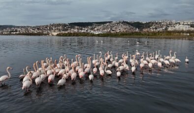 Bir zamanlar çamurdu, şimdi kuş cenneti: Allı turnaların sayısı ikiye katlandı!