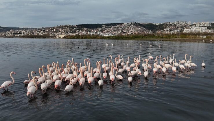 Bir zamanlar çamurdu, şimdi kuş cenneti: Allı turnaların sayısı ikiye katlandı!