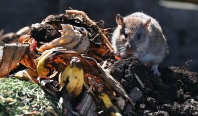 Çöp grevi bir yılı aştı, sokağı sıçanlar bastı! "Adeta Victoria dönemi gibi"