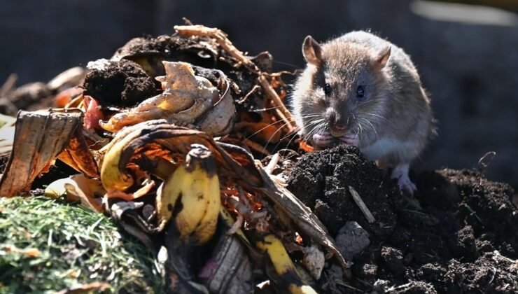 Çöp grevi bir yılı aştı, sokağı sıçanlar bastı! "Adeta Victoria dönemi gibi"