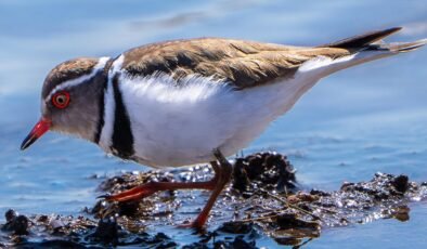 Türkiye'de ilk kez Hancağız Barajı'nda görüldü: 504. tür oldu