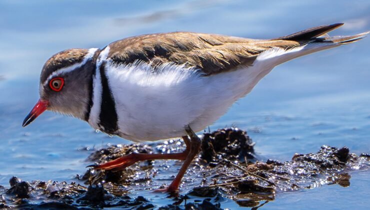 Türkiye'de ilk kez Hancağız Barajı'nda görüldü: 504. tür oldu