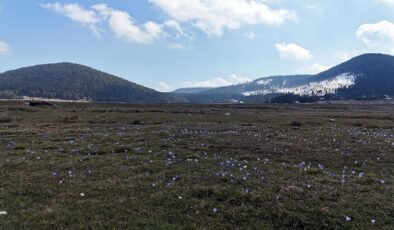 Baharın müjdecisi karların arasında açtı! Çiğdem dağ eteklerini süsledi